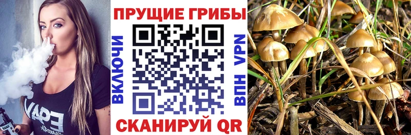 Псилоцибиновые грибы GOLDEN TEACHER  Юрьев-Польский 